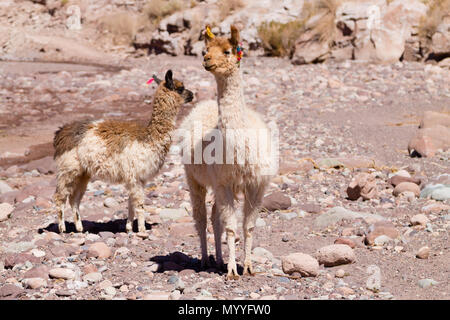 Chilean llama breeding on Andean plateau,Chile Stock Photo