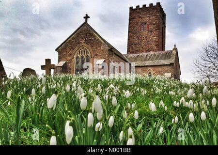 UK Weather: Carpet of snowdrops at Ashcombe Church, Devon Stock Photo