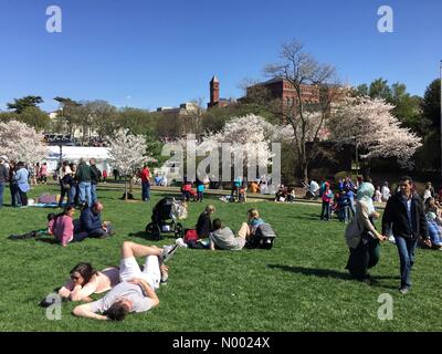 Washington DC, USA. 11th April, 2015. Relaxing on the National Mall during the Cherry Blossom Festival in Washington, DC Credit:  JimNest / StockimoNews/Alamy Live News Stock Photo