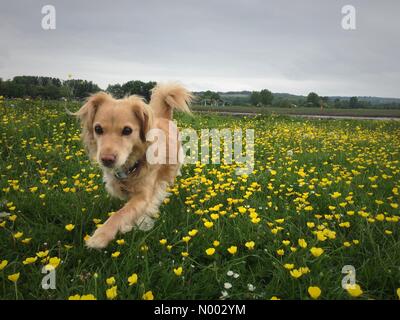 Oxford, Oxfordshire, UK. 24th May, 2015. UK Weather. A dog enjoys the buttercups in port meadow on this cool grey day in Oxfordshire. Credit:  Sidney Bruere/StockimoNews/Alamy Live News Stock Photo