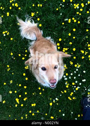 Oxford, Oxfordshire, UK. 24th May, 2015. UK Weather. A dog enjoys the buttercups in port meadow on this cool grey day in Oxfordshire. Credit:  Sidney Bruere/StockimoNews/Alamy Live News Stock Photo