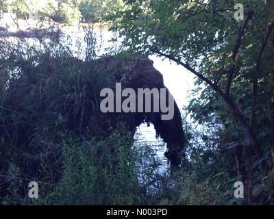 Twickenham, London. UK. 19th July, 2015. Mythical river elephant cools off in the Thames at Twickenham, London. UK. Spotted from the tow path on Sunday July 19. 2015 Credit:  David Gee / StockimoNews/Alamy Live News Stock Photo