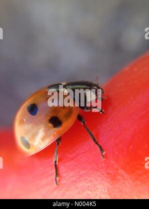 UK weather - A sunny day in Leeds, West Yorkshire. This ladybird was enjoying the warmth of the sun. Taken on the 9th October 2015. Stock Photo