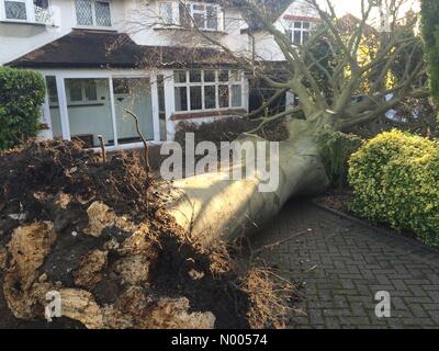 Burdon Ln, Sutton, Greater London, UK. 28th Nov, 2015. Huge tree blown down in high winds and crushed car Credit:  Helene Rogers/StockimoNews/Alamy Live News