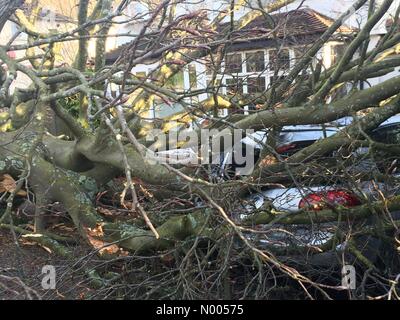 Burdon Ln, Sutton, Greater London, UK. 28th Nov, 2015. Crushed car after trees fell during high winds last night Credit:  Helene Rogers/StockimoNews/Alamy Live News