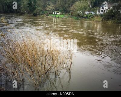 Trees submerged and high River Severn levels at Ironbridge Shropshire 27 December 2015 Stock Photo