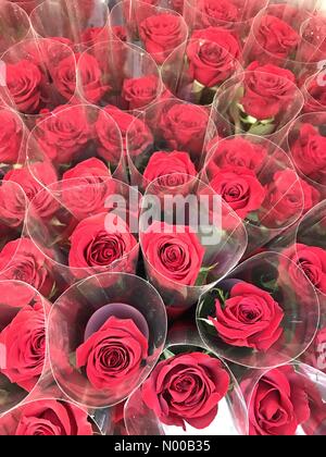 George St, Sydney NSW, Australia. 13th Feb, 2017. Red roses go on sale ahead of Valentine's Day. Credit: Richard Milnes/StockimoNews/Alamy Live News Stock Photo