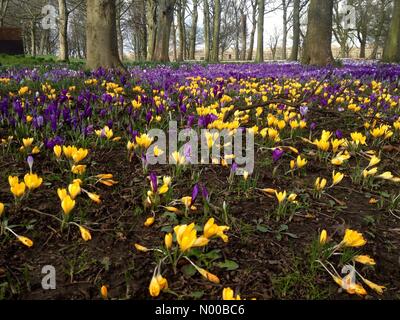 UK weather Leeds, Yorkshire. Crocus are showing their springtime colours at Temple Newsam in Leeds, West Yorkshire. Taken on the 2nd March 2017. Stock Photo