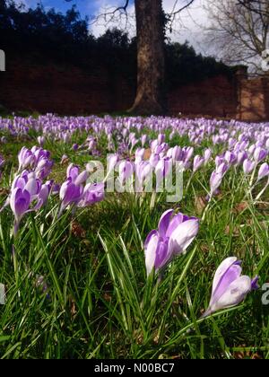 UK weather Leeds, Yorkshire. Crocus are showing their springtime colours at Temple Newsam in Leeds, West Yorkshire. Taken on the 2nd March 2017. Stock Photo