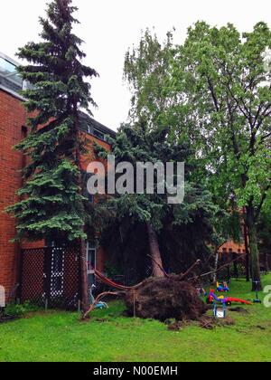 Moscow, Russia. 29th May, 2017. Hurricane in Moscow, Russia. A big pinecone tree fell on a building. May 29,2017. Credit: Irkin09/StockimoNews/Alamy Live News Stock Photo