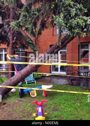 Moscow, Russia. 29th May, 2017. Hurricane damaged a tree at a residential building on Moscow, Russia. A man put caution tape around fallen pine tree. May 29, 2017. Credit: Irkin09/StockimoNews/Alamy Live News Stock Photo