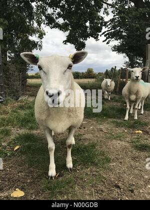 High St, Milton, Abingdon, UK. 24th Aug, 2017. UK Weather:  curious sheep under a dark sky. Despite threatening clouds, the sheep are still out in the fields grazing at lunch time near Milton Park. Credit: Sidney Bruere/StockimoNews/Ģ����ý Live News Stock Photo