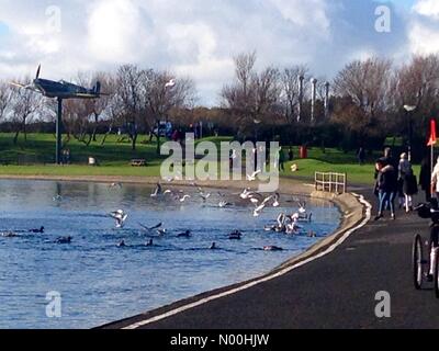 Lytham Saint Annes, UK. 05th Nov, 2017. U.K. Weather. Seagulls and Spitfire in the autumn sunshine at Fairhaven Lake, Lytham St Annes, Lancashire Credit: Roger Goodwin/StockimoNews/Alamy Live News Stock Photo