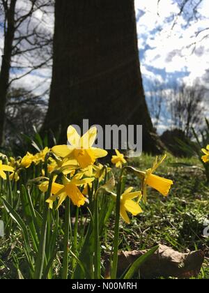 UK weather - 26th March 2018 A Sunny day at Temple Newsam in Leeds, West Yorkshire. the warm sunny afternoon had the daffodils opening to show their lovely bloom. Stock Photo