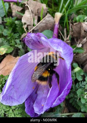 UK weather - 26th March 2018 A Sunny day at Temple Newsam in Leeds, West Yorkshire. the warm sunny afternoon had this bee busy pollinating a crocus flower. Stock Photo