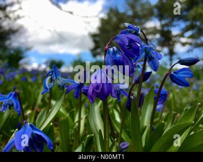 UK weather - 26th March 2018 Warm Sunny day at Temple Newsam in Leeds, West Yorkshire. the warm sunny afternoon had the chionodoxa in full bloom. Stock Photo