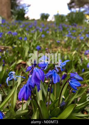 UK weather - 26th March 2018 Warm Sunny day at Temple Newsam in Leeds, West Yorkshire. the warm sunny afternoon had the chionodoxa in full bloom. Stock Photo