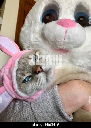 cat easter outfit