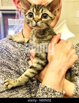 Waukesha, WI USA, 7th April 2018, Multiple cats showing at the Waukesha Co. Expo Center for the Cats of Wisconsin CFA show, DianaJ/StockimoNews/Ģ����ý Credit: Diana J./StockimoNews/Ģ����ý Live News Stock Photo