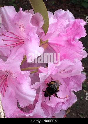 London, UK. 11th May, 2018. Bee in pale pink rhododendrons Credit: Benson/StockimoNews/Alamy Live News Stock Photo