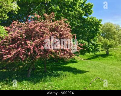 UK Weather Richmond Upon Thames 14 May 2018 A sunny and warm day at Richmond Park with temperatures expected to reach 20 degrees. Stock Photo