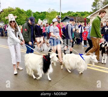 Wisconsin, USA. 9th June 2018. 6th Annual Goat Parade and Goat Fest, 9th June 2018, Sister Bay, WI, USA, Al Johnson's famous goats parade to the restaurant roof as goats are celebrated at annual fest, DianaJ/StockimoNews/Alamy Credit: Diana J./StockimoNews/Alamy Live News Stock Photo