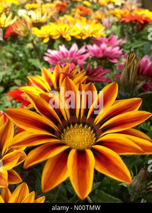 UK weather sunny day at Golden Acre Park in Leeds. 19th July 2018 Flowers were in full bloom at Golden Acre Park, with a beautiful display of gazania flowers. Stock Photo