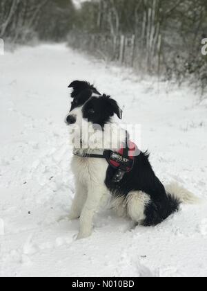 Harwell, Didcot, Oxfordshire, UK. 1st February, 2019. Border Collie puppy in the snow, Harwell, Didcot, Oxfordshire, UK Credit: rosannamariesaracino/StockimoNews/Alamy Live News Credit: rosannamariesaracino/StockimoNews/Alamy Live News