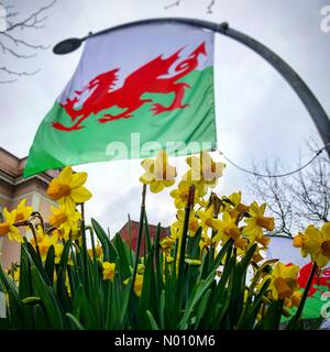 Cardiff, Wales, UK. 1st March, 2019. Saint David's Day, Cardiff City Centre Credit: MelissaCM/StockimoNews/Alamy Live News Stock Photo