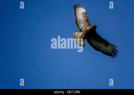 UK Weather: Sunny in Godalming. Sorrel Close, Godalming. 24th April 2020. Warm and sunny weather across the Home Counties this morning. A common buzzard soaring across blue skies in Godalming, Surrey. Credit: jamesjagger/StockimoNews/Alamy Live News Stock Photo