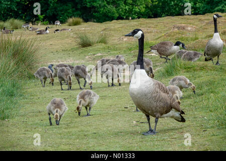 UK Weather: Cloudy in Petworth. Petworth Park, Petworth. 07th June 2020. Increasing cloud cover over the south east this afternoon. Canadian goslings at Petworth Park, West Sussex. Credit: jamesjagger/StockimoNews/Alamy Live News Stock Photo