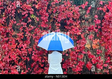 Ide, Devon. 3rd Oct 2020. UK Weather: Colourful Virginia Creeper blooms on a drizzly day in Ide, Devon Credit: nidpor/StockimoNews/Alamy Live News Stock Photo