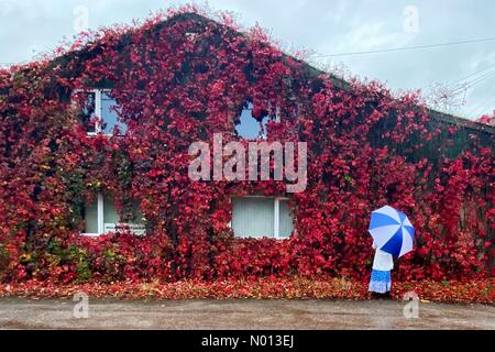 Ide, Devon. 3rd Oct 2020. UK Weather: Colourful Virginia Creeper blooms on a drizzly day in Ide, Devon Credit: nidpor/StockimoNews/Alamy Live News Stock Photo