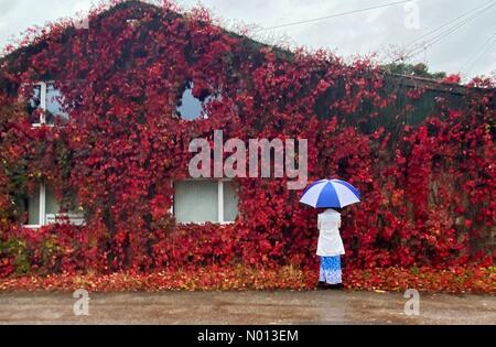 Ide, Devon. 3rd Oct 2020. UK Weather: Colourful Virginia Creeper blooms on a drizzly day in Ide, Devon Credit: nidpor/StockimoNews/Alamy Live News Stock Photo