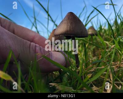 Glenties, County Donegal, Ireland. 11th October 2020. Picking Psilocybin mushrooms, commonly known as magic mushrooms or shrooms, in hills around the village. Credit: Richard Wayman/StockimoNews/Alamy Live News Stock Photo