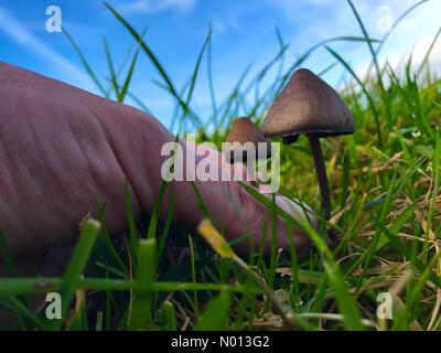 Glenties, County Donegal, Ireland. 11th October 2020. Picking Psilocybin mushrooms, commonly known as magic mushrooms or shrooms, in hills around the village. Credit: Richard Wayman/StockimoNews/Alamy Live News Stock Photo