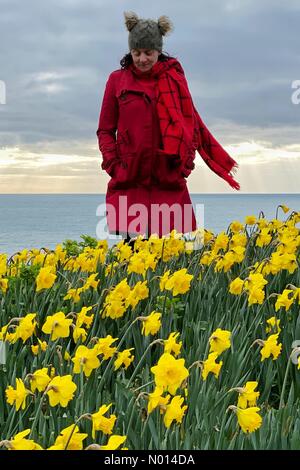 Devon, UK. March 5th 2021: UK Weather: Colourful daffodils on an overcast day at Sidmouth in Devon. The Valley of a million bulbs' project spectacular display on Peak Hill. Credit: nidpor/StockimoNews/Alamy Live News Stock Photo