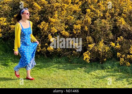 UK Weather: Colourful gorse blooms for Raich Keene under blue sky at Trevellas, Cornwall Credit: nidpor/StockimoNews/Alamy Live News Stock Photo