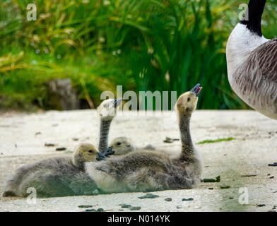 UK weather: Sunny intervals in Godalming. Portsmouth Road, Godalming. 30th May 2021. Sunny intervals across the Home Counties this morning. Canadian goslings at Secretts Farm in Godalming in Surrey. Credit: jamesjagger/StockimoNews/Alamy Live News Stock Photo