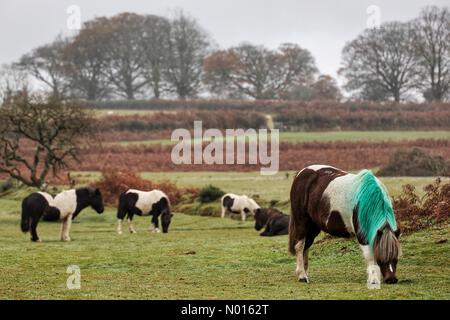 Dartmoor Punk pony. Dartmoor ponies have had their manes dyed bright green as part of a mare contraceptive scheme. Dartmoor, Devon, UK. 16th November, 2021. Credit nidpor/ Alamy Live News Credit: nidpor/StockimoNews/Alamy Live News Stock Photo