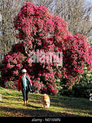 UK Weather: Huge rhododendron blooms in sunshine at Haldon Forest near ...