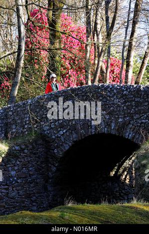 UK Weather: Huge rhododendron blooms in sunshine at Haldon Forest near ...