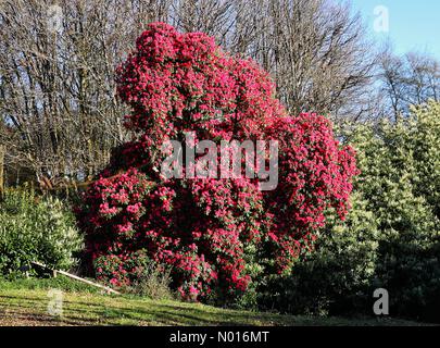 UK Weather: Huge rhododendron blooms in sunshine at Haldon Forest near ...