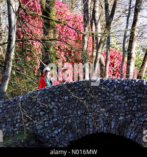 UK Weather: Huge rhododendron blooms in sunshine at Haldon Forest near ...