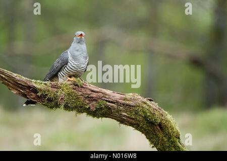 UK Weather: Cloudy in Thursley. Thursley Common, Thursley. 22nd April 2022. Cool and cloudy weather across the Home Counties this morning. Colin the cuckoo at Thursley Common near Godalming, Surrey. Credit: jamesjagger/StockimoNews/Alamy Live News Stock Photo