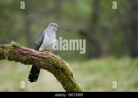 UK Weather: Cloudy in Thursley. Thursley Common, Thursley. 22nd April 2022. Cool and cloudy weather across the Home Counties this morning. Colin the cuckoo at Thursley Common near Godalming, Surrey. Credit: jamesjagger/StockimoNews/Alamy Live News Stock Photo