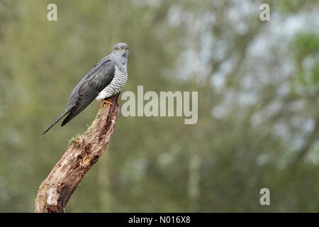 UK Weather: Cloudy in Thursley. Thursley Common, Thursley. 23rd April 2022. Cool and cloudy weather across the Home Counties this morning. Colin the cuckoo at Thursley Common near Godalming, Surrey. Credit: jamesjagger/StockimoNews/Alamy Live News Stock Photo
