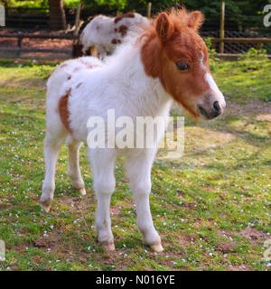 Devon, UK. 29th Apr, 2022. Super cute 2 week old miniature pony foal at miniature  pony centre Dartmoor, Devon, UK. 29th April, 2022. Credit: nidpor /  StockimoNews/Alamy Live News Stock Photo - Alamy