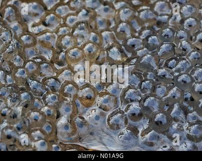 First frogspawn of year appears in South West of England. An early sign ...