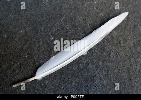 one white birds feather on the concrete walkway close up Stock Photo